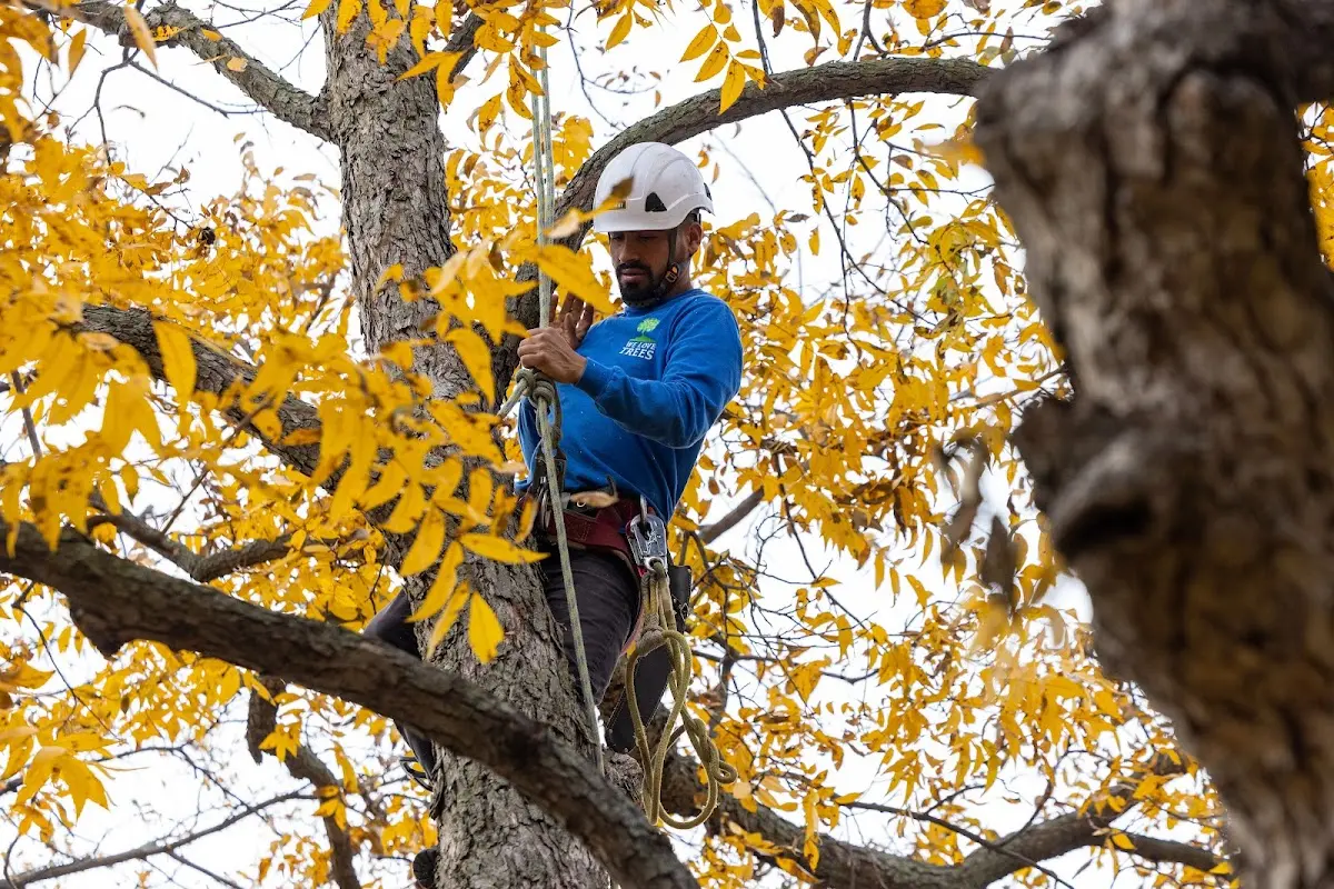 Skilled Tree Planing crew working in Stevensville